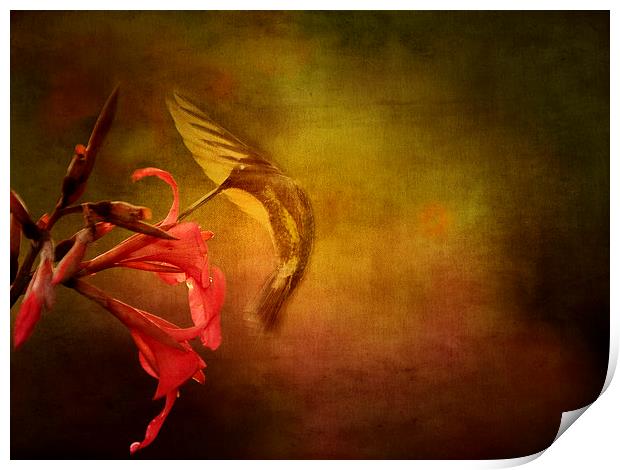 Hummingbird Ballet Print by Anne Rodkin