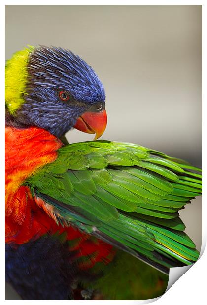 Macaw Preening Print by Anne Rodkin