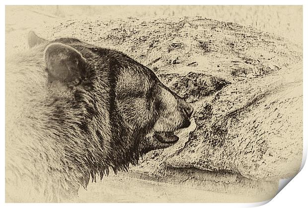 Black Bear Print by Anne Rodkin
