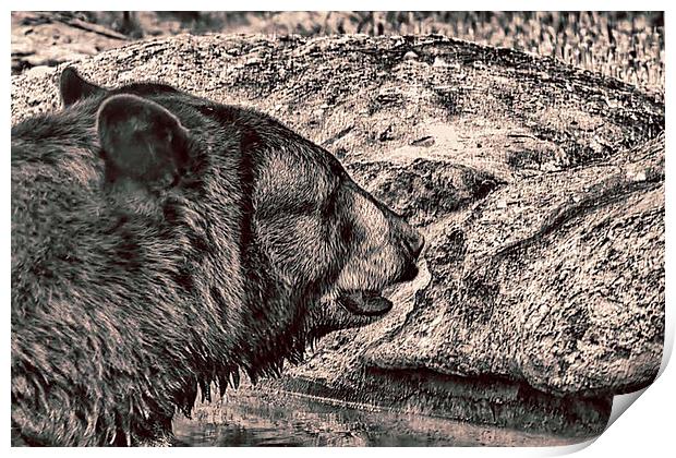 Black Bear Print by Anne Rodkin
