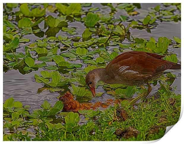 Juvenile Common Moorhen Print by Anne Rodkin