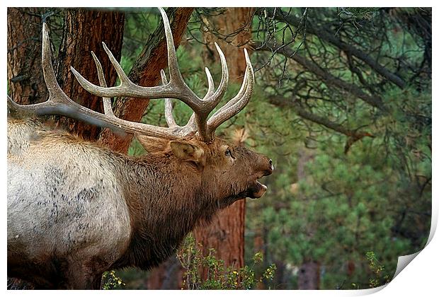 Bellowing Elk Print by Anne Rodkin