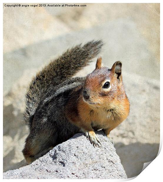 Curious Squirrel Print by angie vogel