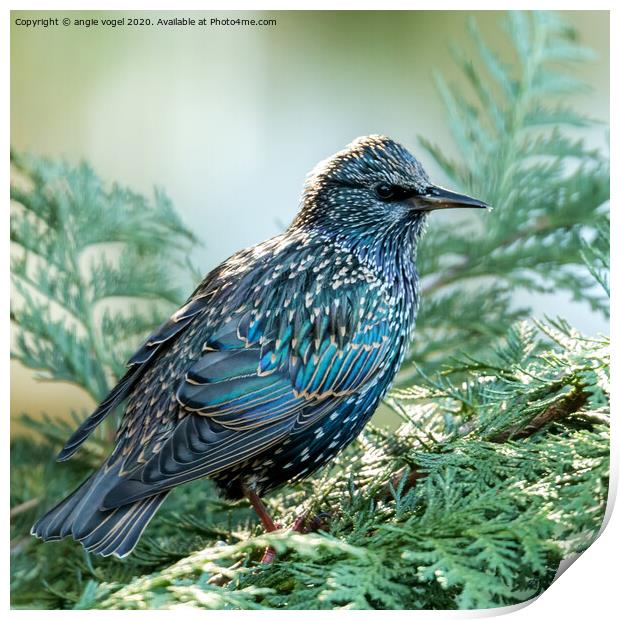 European Starling Print by angie vogel