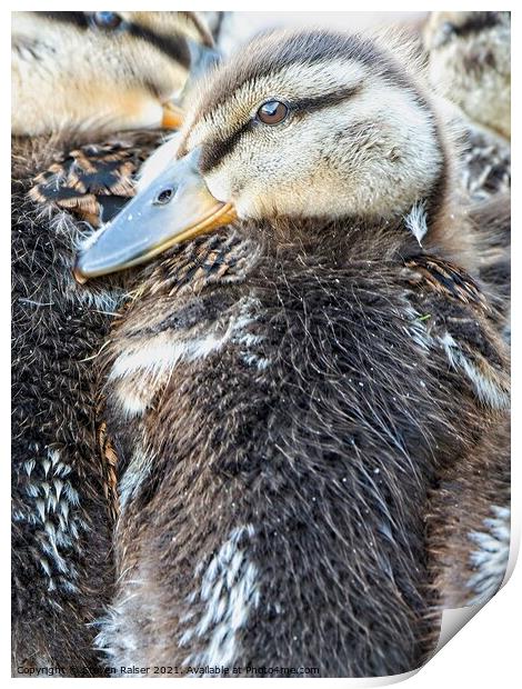 Mallard Ducklings, Madison, Wisconsin, USA 2  Print by Steven Ralser