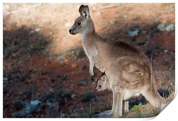 Kangaroo and joey Print by Steven Ralser