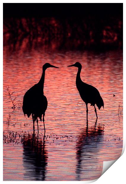 Sandhill Cranes, Bosque del Apache Print by Steven Ralser