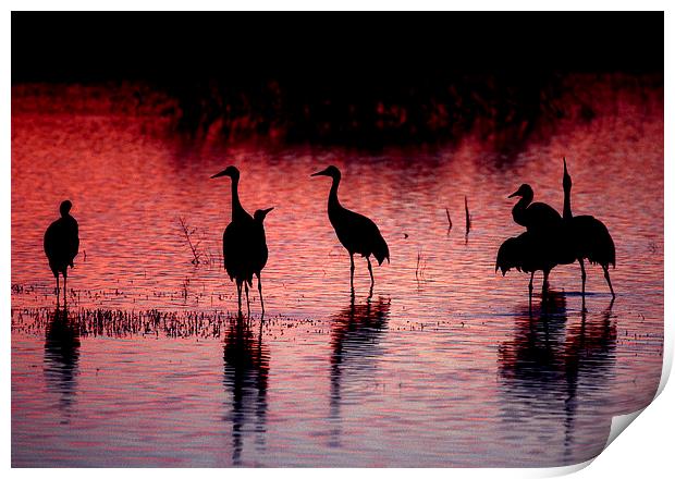 Sandhill Cranes, Bosque del Apache Print by Steven Ralser