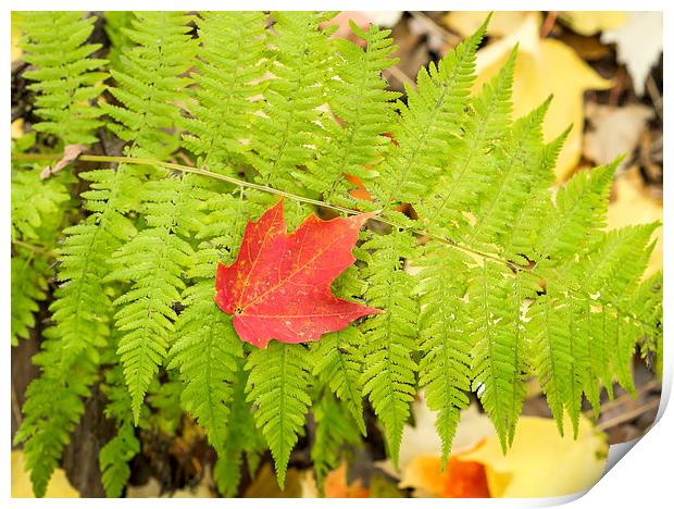 Maple leaf on Fern Print by Steven Ralser