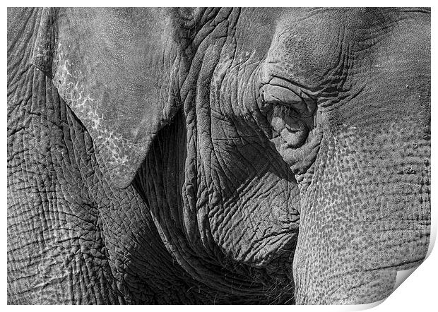 Elephant Print by Steven Ralser