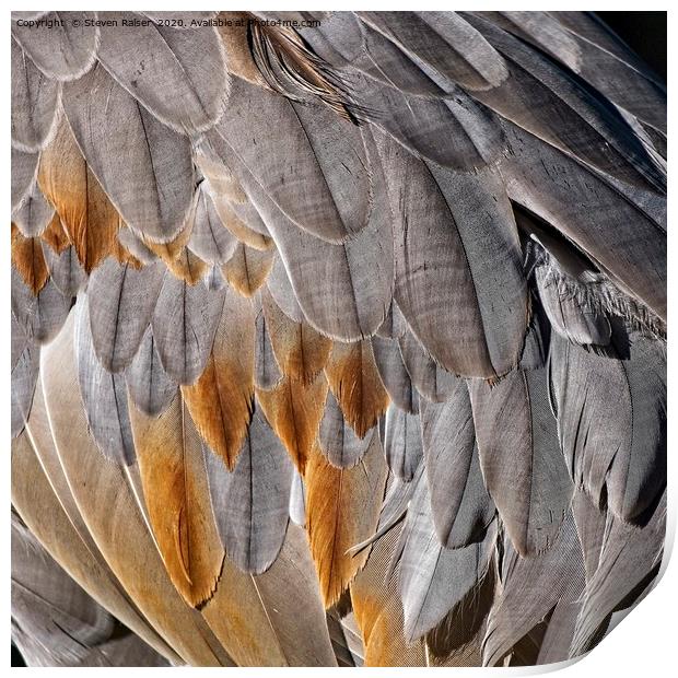 Sandhill Crane Feather Detail 1 Print by Steven Ralser