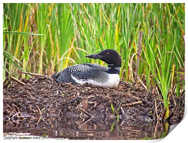 Loon on Nest, Central Mains Print by Steven Ralser