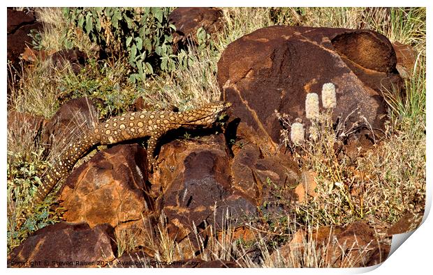 Goanna, central Australia  Print by Steven Ralser