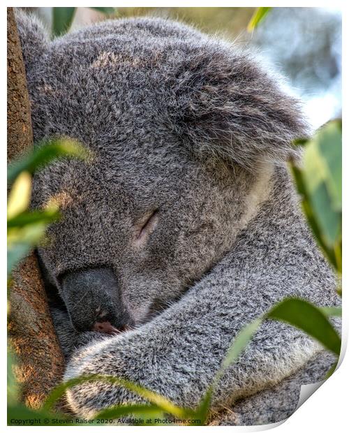 Sleeping Koala Print by Steven Ralser