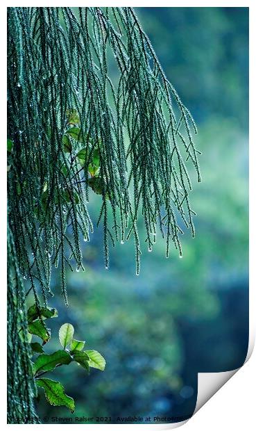 Conifer Tree at Dawn, New Zealand Print by Steven Ralser