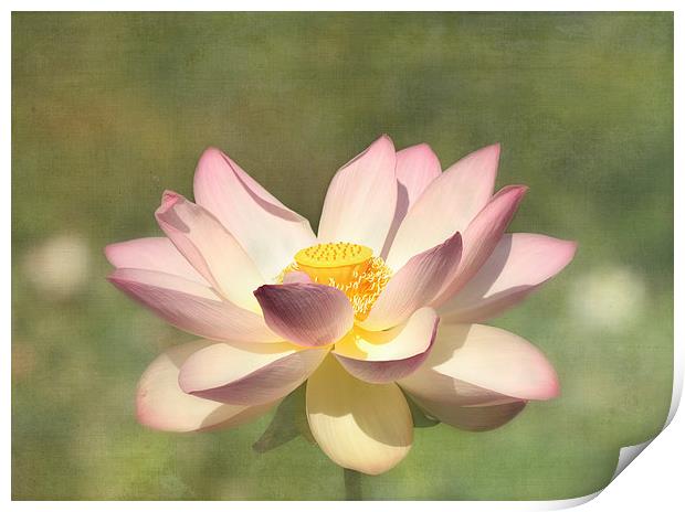 Lotus Flower Print by Kim Hojnacki