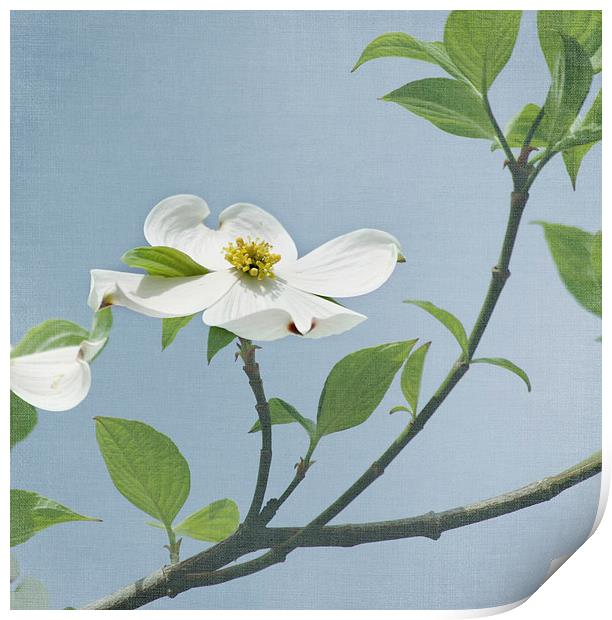 Dogwood Blossom Flowers Print by Kim Hojnacki
