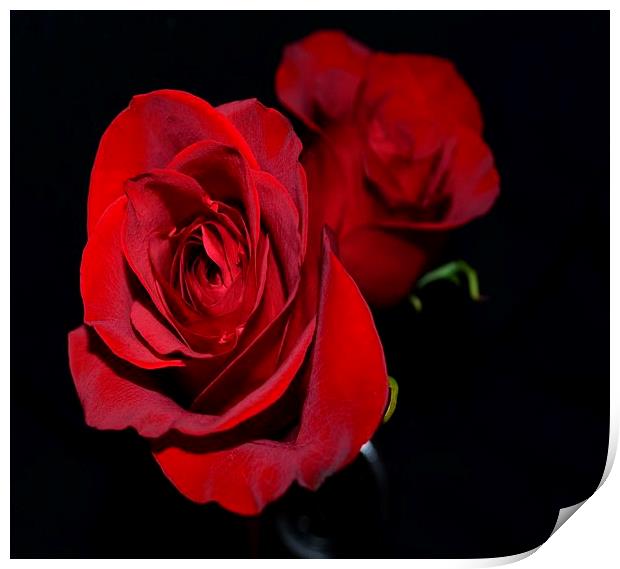 Double Red Roses Print by Pamela Briggs-Luther