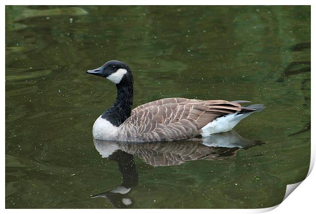 Canada Goose swimming in green water, Manchester, Print by Juha Remes