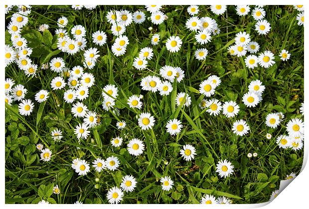 Chamomile Flowers Print by Juha Remes