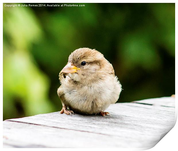 House Sparrow Print by Juha Remes