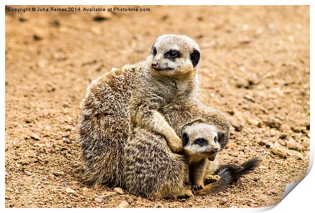 Adult Meerkat and Cubs  Print by Juha Remes