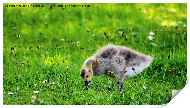 Baby Gosling Print by Juha Remes