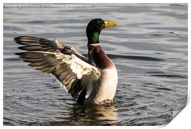 Mallard Drake flapping wings Print by Juha Remes