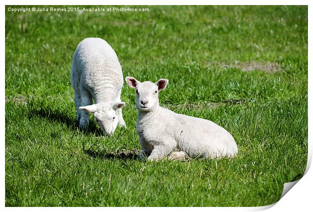 Two Lambs Print by Juha Remes