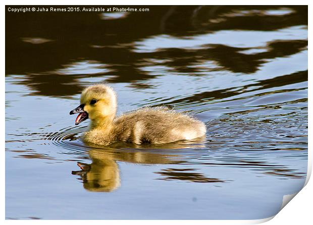 Canada Goose gosling Print by Juha Remes