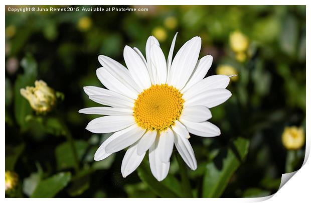 Summer Daisy Print by Juha Remes