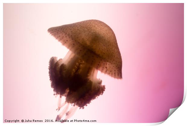 Jellyfish Print by Juha Remes