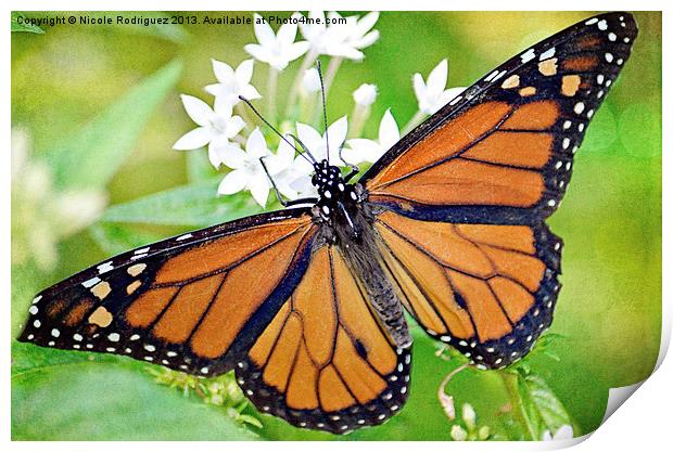 Magnificent Monarch Print by Nicole Rodriguez