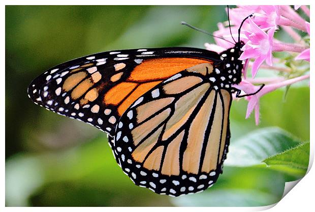 Nectaring Monarch Print by Nicole Rodriguez