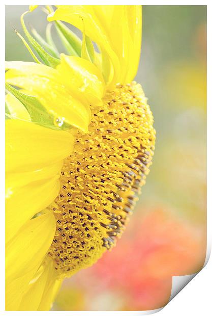Essence of a Sunflower Print by Nicole Rodriguez