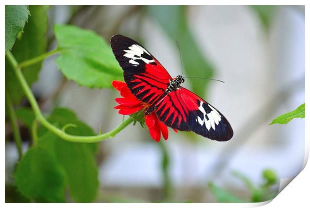 Longwinged Butterfly Beauty Print by Nicole Rodriguez