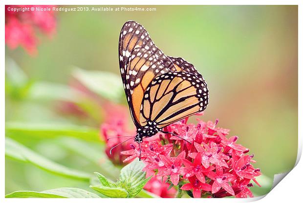 Peaceful Butterfly 2 Print by Nicole Rodriguez