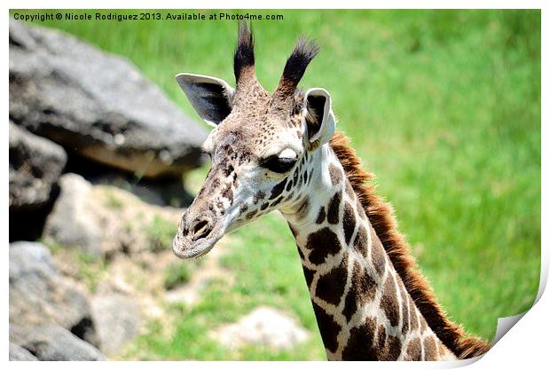 Baby Giraffe Close Up Print by Nicole Rodriguez