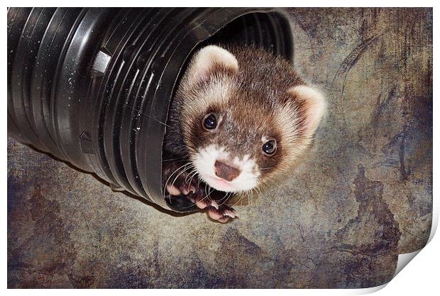 Ferret at Play Print by Nicole Rodriguez