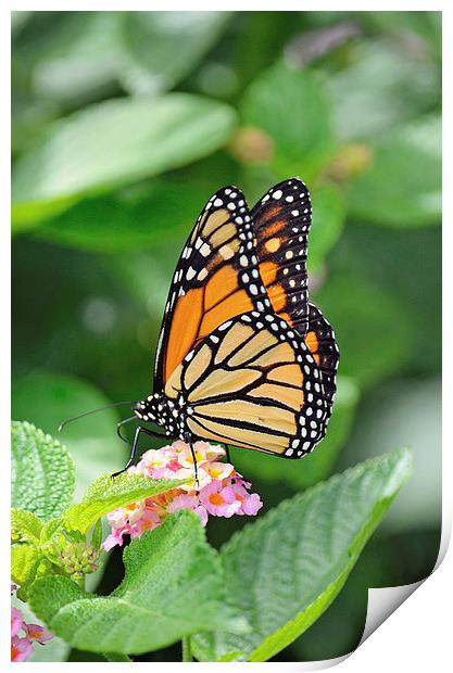 Monarch Butterfly Print by Nicole Rodriguez