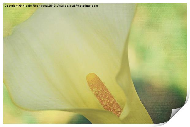 Serene Calla on Texture Print by Nicole Rodriguez