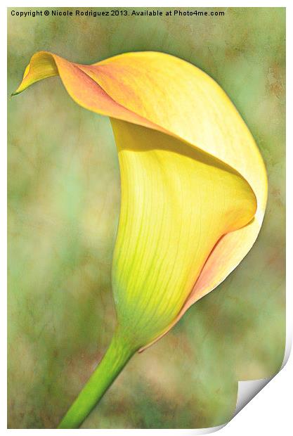 CallaLily60 Print by Nicole Rodriguez