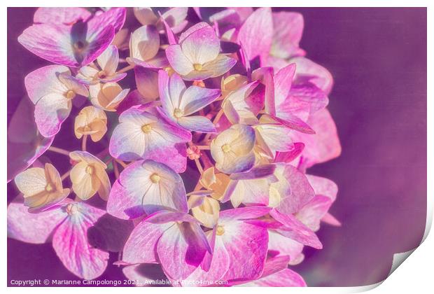 Mophead Hydrangea Filtered Pink Print by Marianne Campolongo