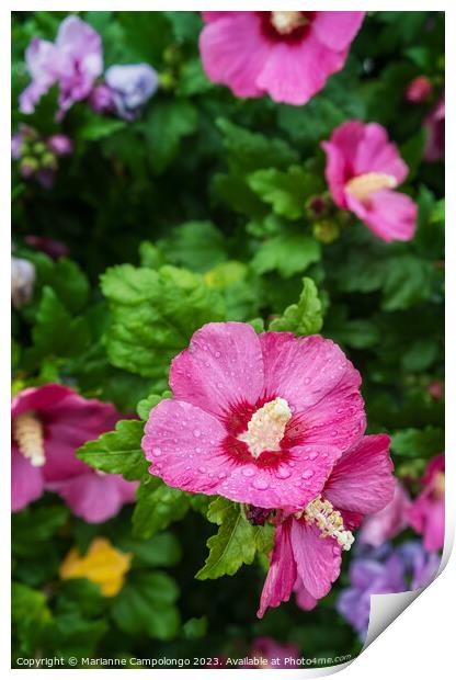 Hibiscus syriacus Print by Marianne Campolongo