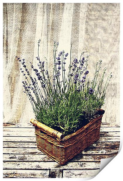 basket with lavender Print by olga hutsul