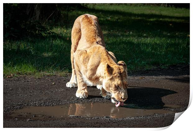 Serene Lioness Drinking Print by Wendy Williams CPAGB