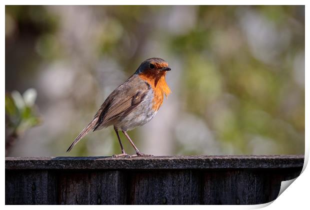 Windblown Robin Print by Wendy Williams CPAGB