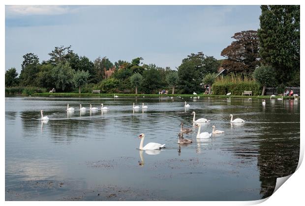 Majestic Swans in Thorpeness Print by Wendy Williams CPAGB