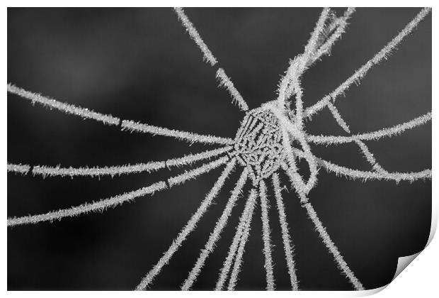 Frozen Spiderweb Print by Wendy Williams CPAGB