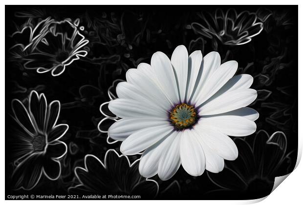 Daisies and shades of gray Print by Marinela Feier